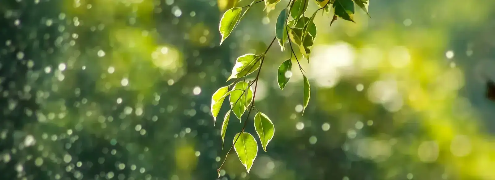 Sunlit landscape with hanging leaves seen through rain